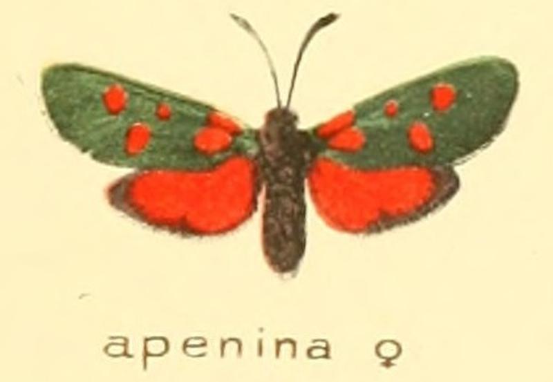 Zygaena apenina f
