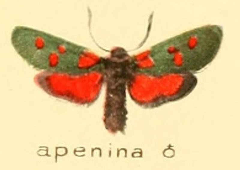 Zygaena apenina m