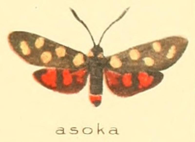 Zygaena asoka