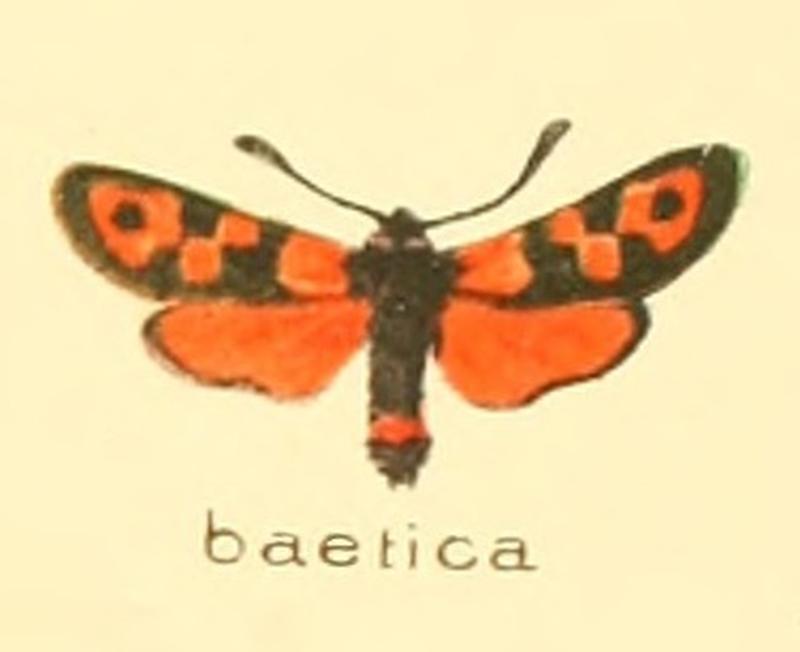 Zygaena baetica