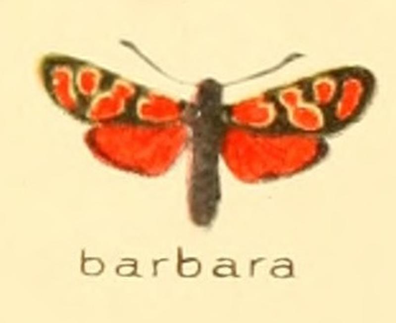 Zygaena barbara