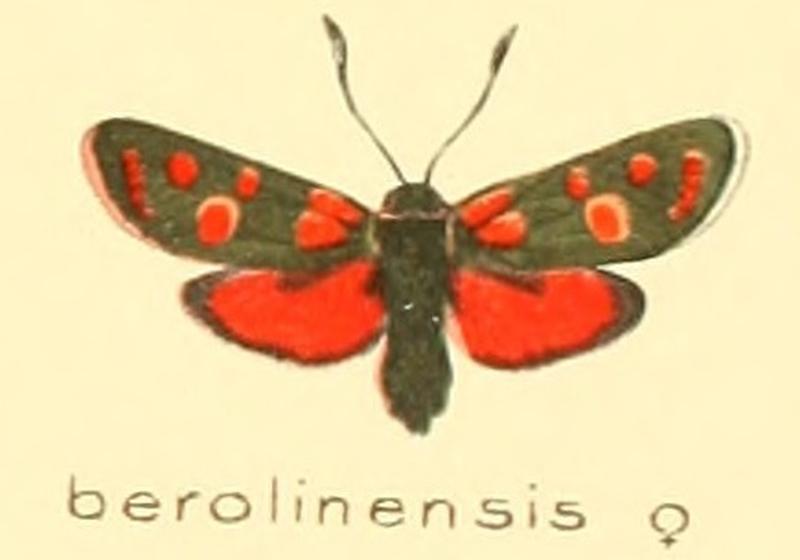 Zygaena berolinensis f