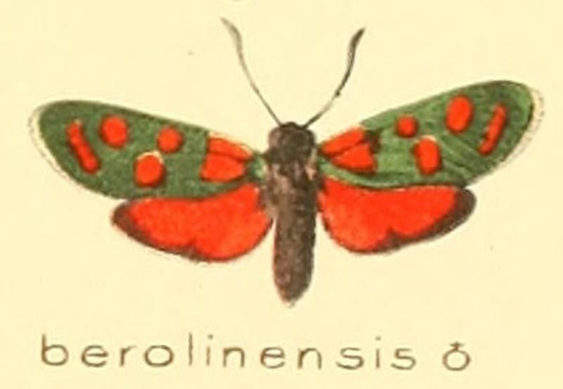 Zygaena berolinensis m