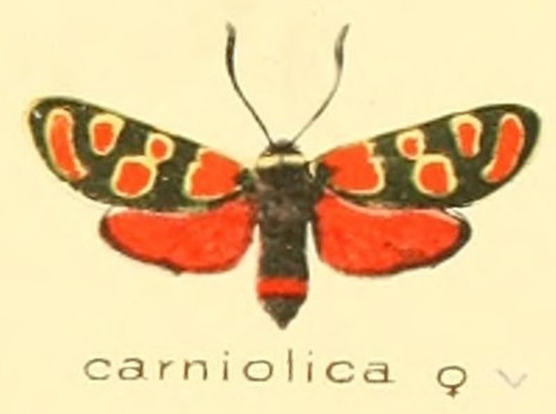 Zygaena carniolica f