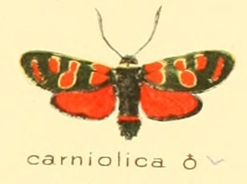 Zygaena carniolica m