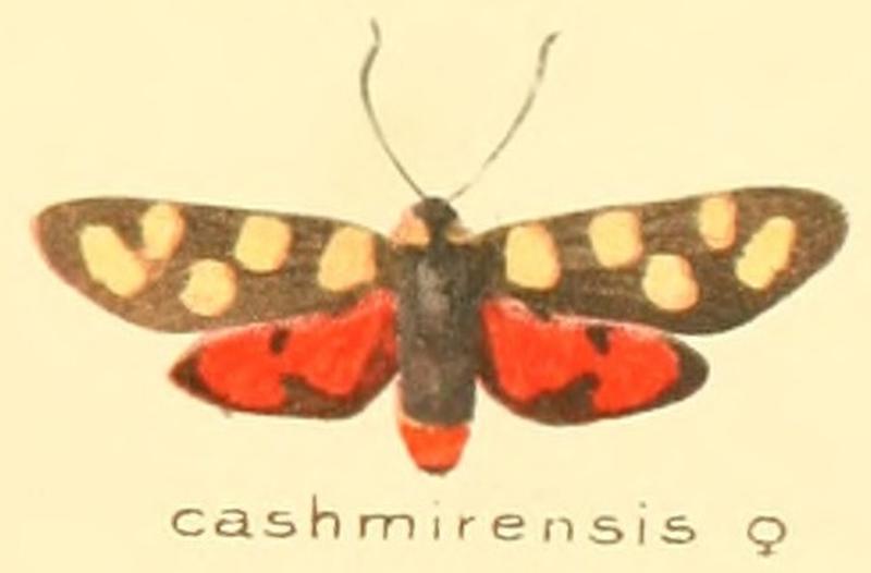 Zygaena cashmirensis f