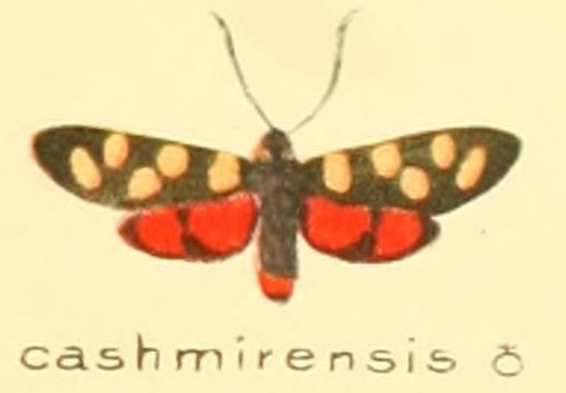 Zygaena cashmirensis m