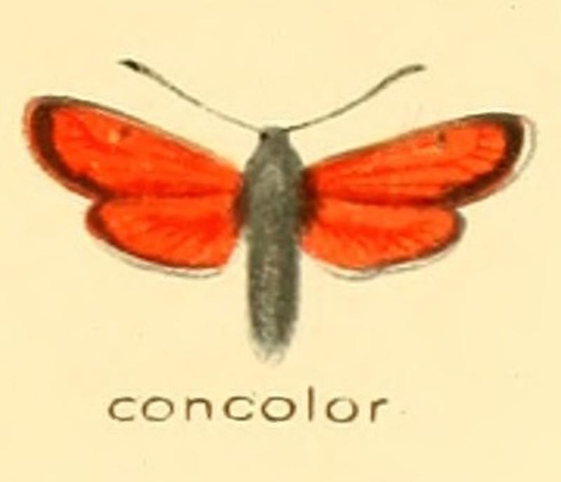Zygaena concolor