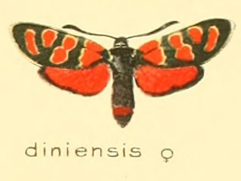 Zygaena diniensis f