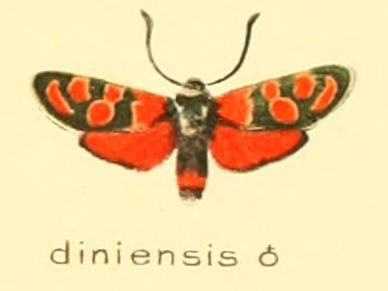 Zygaena diniensis m