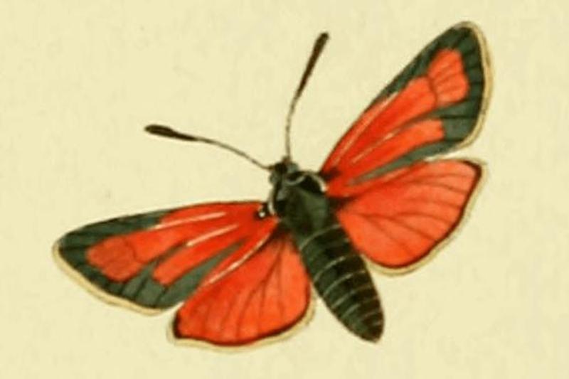 Zygaena erythrus