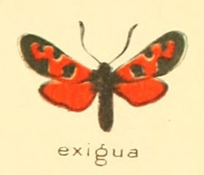 Zygaena exigua