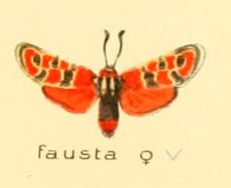 Zygaena fausta f