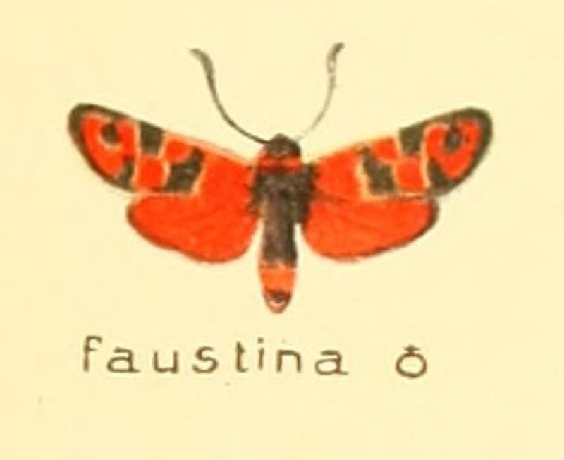 Zygaena faustina m