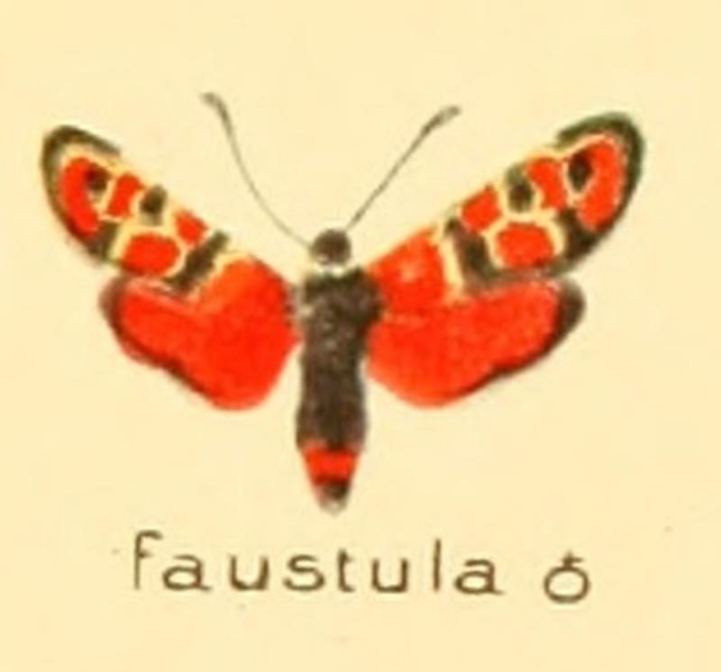 Zygaena faustula m