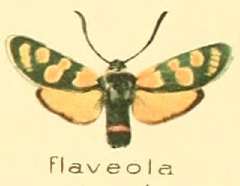 Zygaena flaveola
