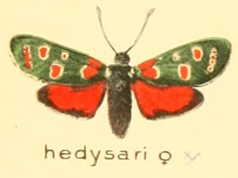 Zygaena hedysari f