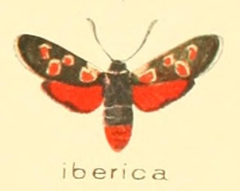 Zygaena iberica