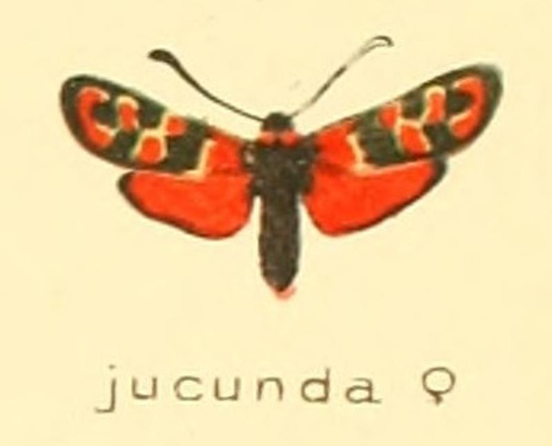 Zygaena jucunda f