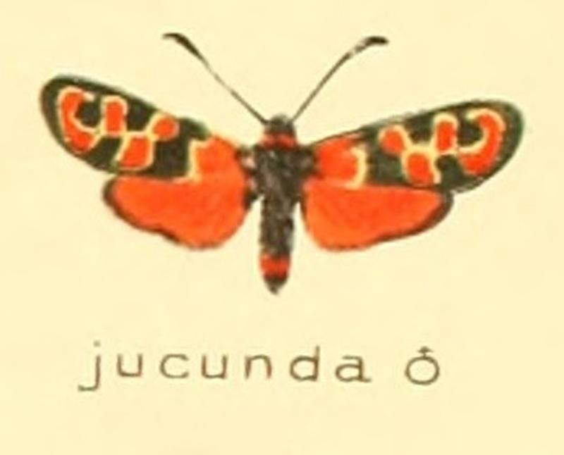 Zygaena jucunda m