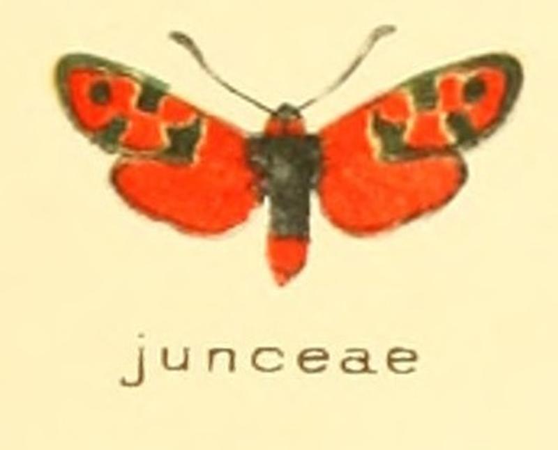 Zygaena junceae