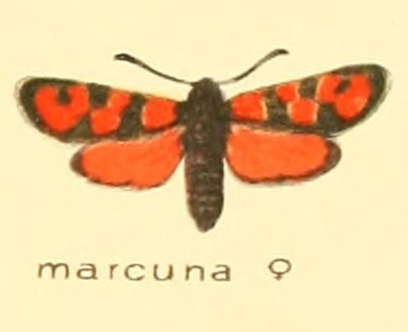 Zygaena marcuna f