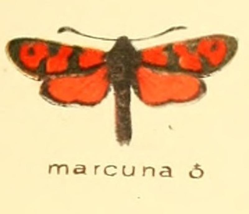 Zygaena marcuna m