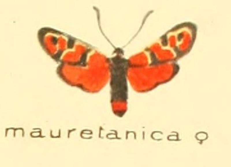 Zygaena mauretanica f
