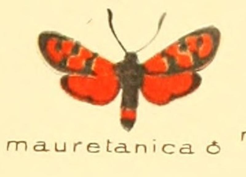 Zygaena mauretanica m
