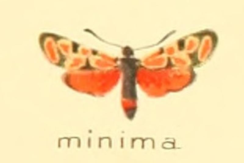 Zygaena minima