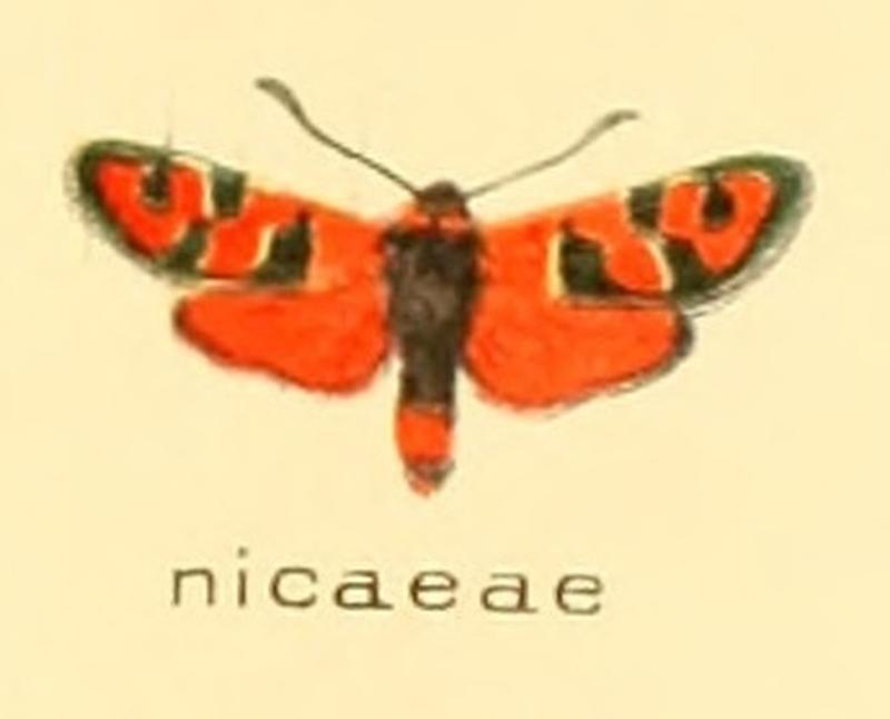 Zygaena nicaeae