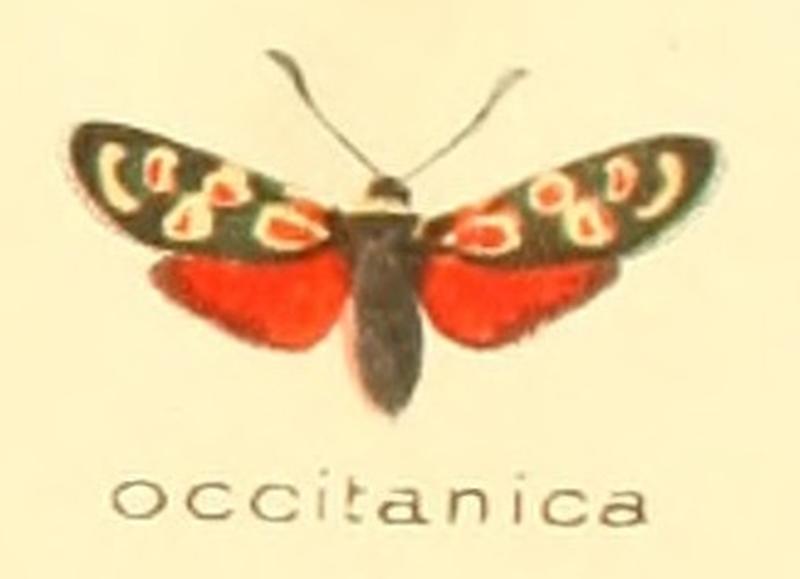 Zygaena occitanica