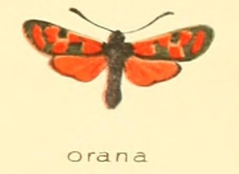 Zygaena orana