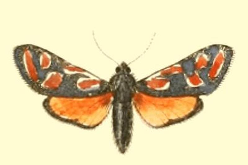 Zygaena orana1