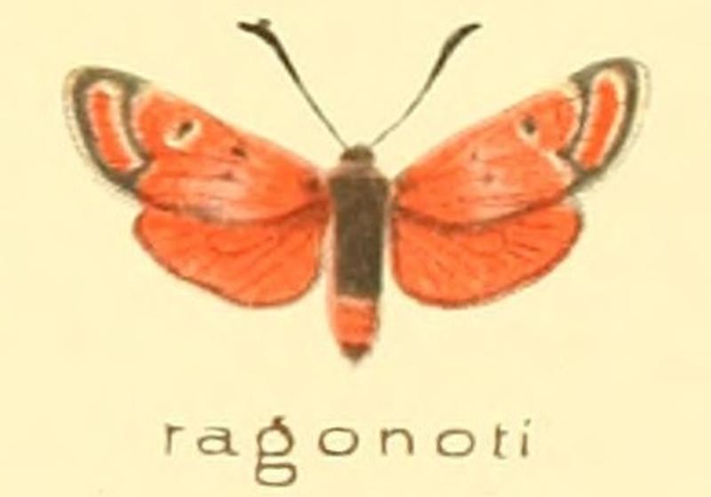 Zygaena ragonoti