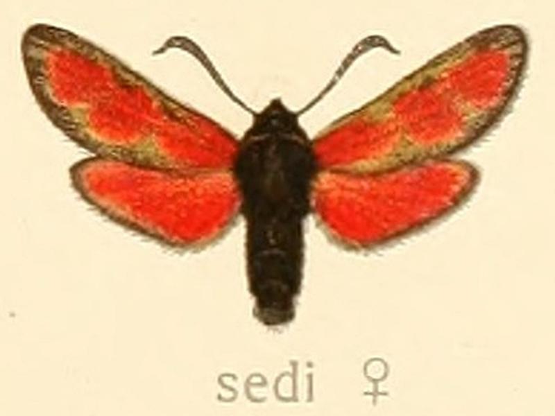 Zygaena sedi