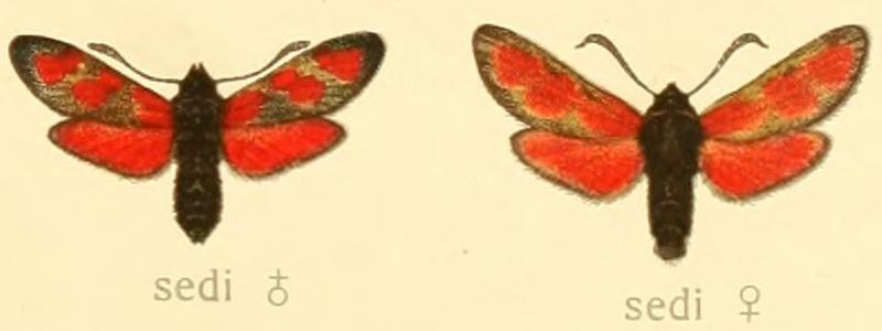 Zygaena sedi (female and male)