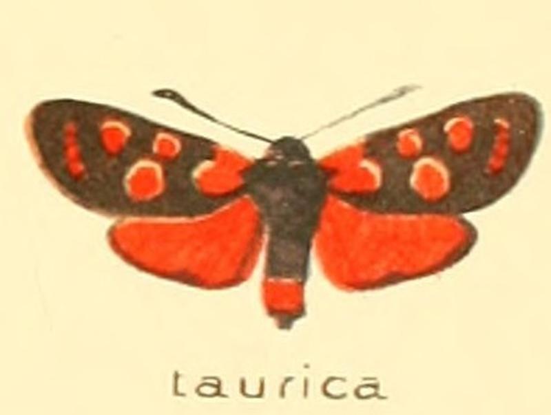 Zygaena taurica