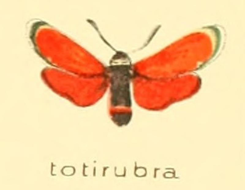 Zygaena totirubra