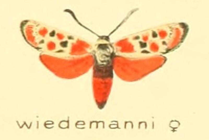 Zygaena wiedemanni f