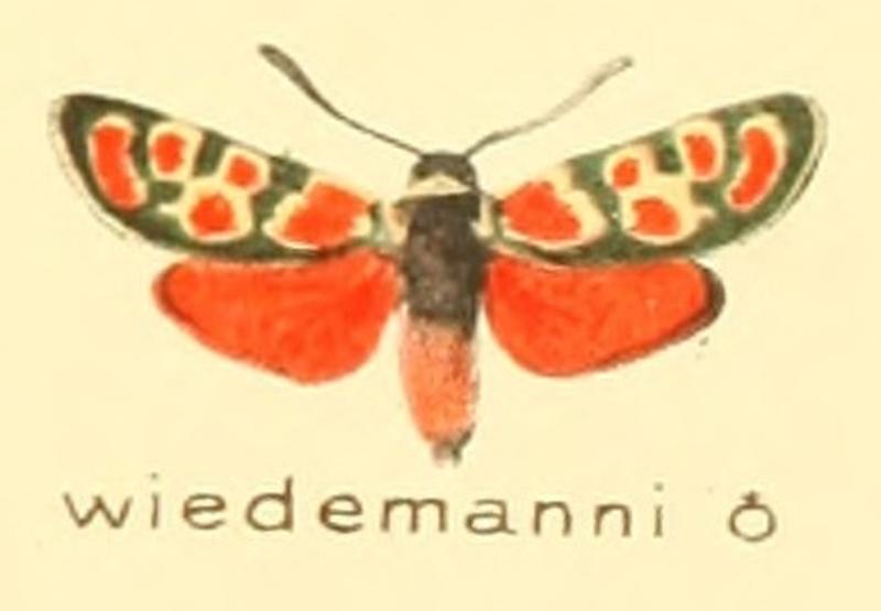 Zygaena wiedemanni m